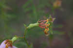 Panhandle meadowbeauty